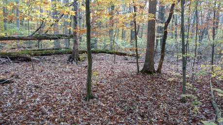 IMG_20171103_155640514